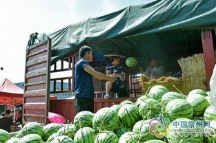 娱乐吃瓜场湛江,吃瓜群众的热议焦点