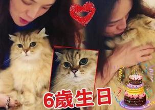 娱乐吃瓜君猫猫生日歌,萌宠欢唱，共庆猫界盛事