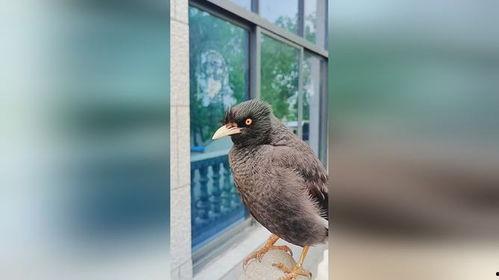 娱乐吃瓜小八哥是谁啊小说,揭秘网络小说中的神秘角色