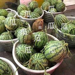 娱乐吃瓜壁纸图片,揭秘吃瓜群众背后的故事