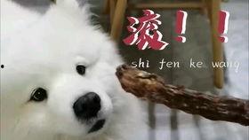 娱乐吃瓜酱中国本土的,揭秘中国本土娱乐圈的幕后故事