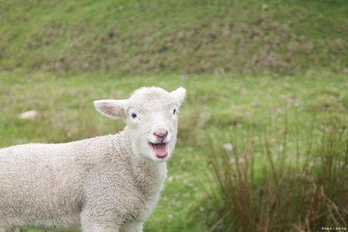 娱乐吃瓜外婆养大的羊羊视频