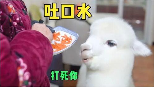 娱乐吃瓜外婆养大的羊羊视频