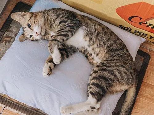 娱乐吃瓜酱猫咪视频,萌态十足，网友直呼“太可爱了！”